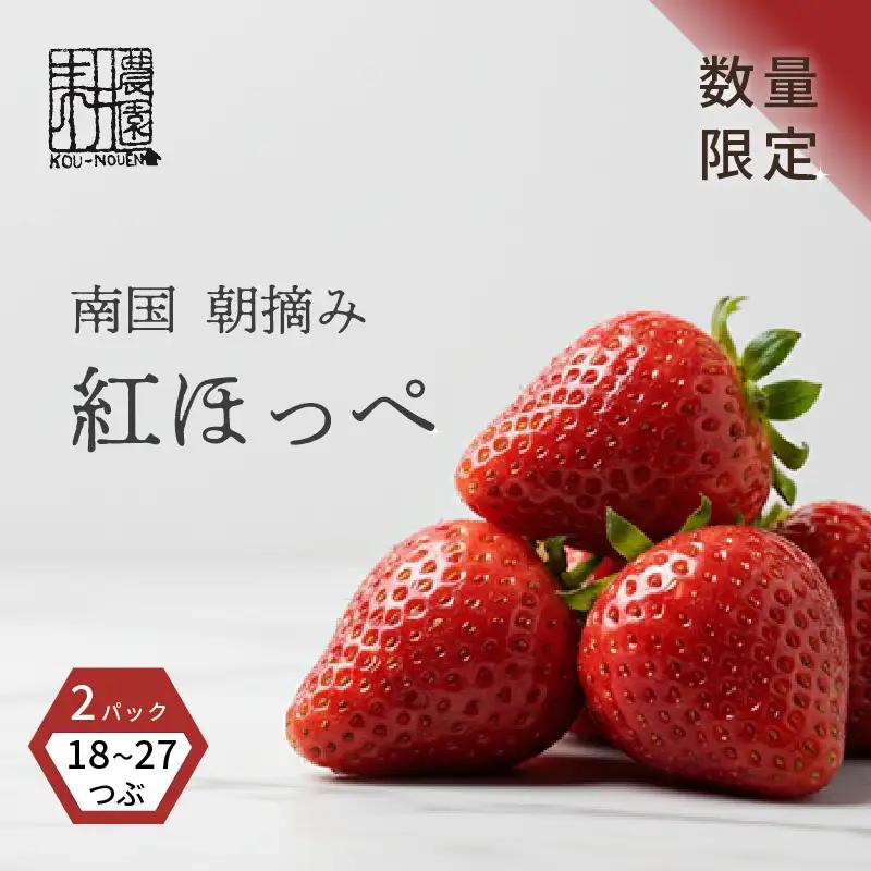 先行予約 いちご 苺 紅ほっぺ 贈答品 2パック：18～27粒 （2027年1月発送開始） | 厳選 贈り物 ギフト お取り寄せ 苺 いちご 大粒 南国市