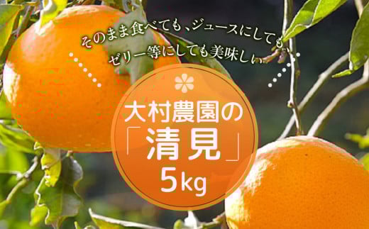 【先行予約】大村農園のみかん 清見 5kg ミカン 蜜柑 オレンジ 果実 旬のフルーツ 大分県産 九州産 津久見市 国産