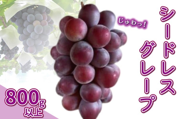 
            数量限定 シードレス グレープ 800g 以上 （ 2房 ～ 3房 ） 9000円 国産 ぶどう フルーツ 果物 期間限定 新鮮 果実 産地直送 農家直送 特産品 甘い さわやか ジューシー 不揃い 第一マルエム 愛南町 愛媛県


          