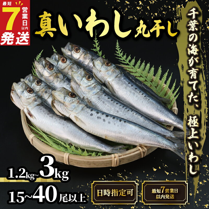 【ふるさと納税】 ＼最短7営業日以内発送／ いわし 丸干し 選べる 容量 約 1.2kg 3kg 15尾以上 40尾以上 国産 千葉県産 イワシ 鰯 鰮 iwasi いわし丸干し イワシ丸干し 丸干しいわし 丸干しイワシ 簡単調理 酒 ビール 日本酒 人気 魚 海鮮 千葉県 旭市 有限会社井上商店