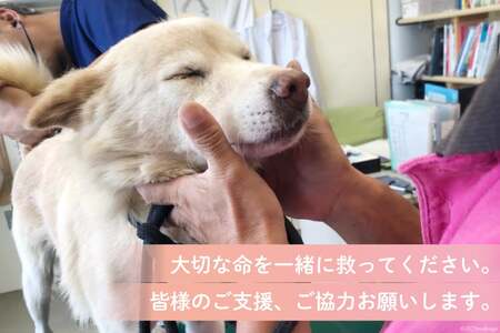 犬猫保護活動への支援【お礼の品なし】 [NPO法人セブンデイズ 福岡県 筑紫野市 21760726] 保護 動物 犬 猫 犬猫 保護犬 支援 応援