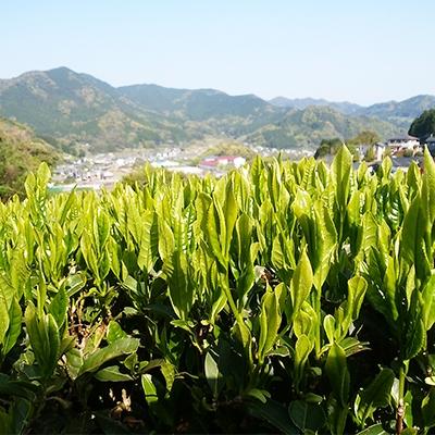 ふるさと納税 嬉野市 うれしの紅茶 5袋セット |  | 03