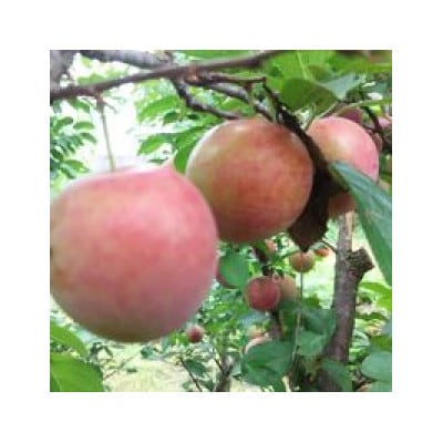 【敬老の日】果実たっぷり　手づくりジャムセットB　AA-2011K