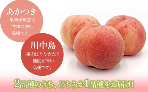 【令和6年産先行予約】鶴岡産 桃 約2kg（5～11玉） あかつき or 川中島　もも