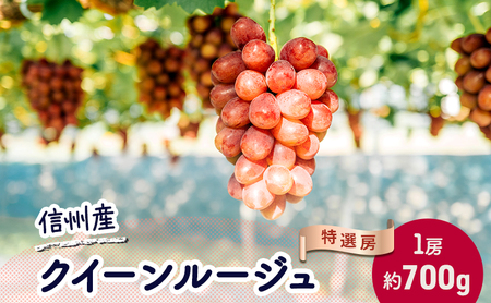 ぶどう クイーンルージュⓇ 約700g（1房）果物 フルーツ デザート 信州 長野 駒ケ根市