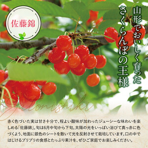 【令和7年産先行予約】 さくらんぼ 「佐藤錦」 約1kg (約500g×2パック 秀 L以上) バラ詰め 《令和7年6月中旬～発送》 『マルタニ農園』 小分け サクランボ 山形県 南陽市 [1217]