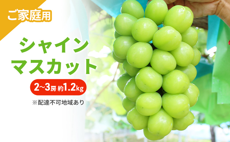 ぶどう 2026年 先行予約 ご家庭用 シャインマスカット 2～3房 約1.2kg ブドウ シャイン マスカット 葡萄 岡山 国産 フルーツ 果物