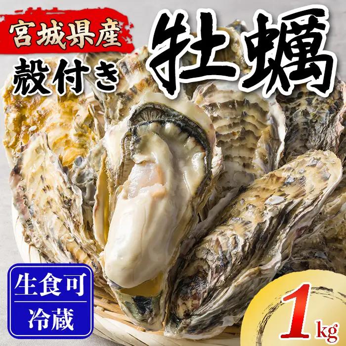 松島牡蠣屋 殻付き牡蠣（生食用） 1kg  生牡蠣 宮城県産 牡蛎 牡蠣 カキ オイスター カキフライ 牡蠣鍋 海鮮 国産 魚貝類 【菊地水産合同会社】tm744