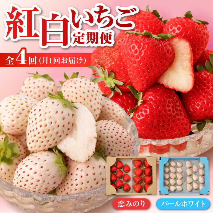 【ふるさと納税】【先行予約】【全4回】紅白いちご（恋みのり・パールホワイト）の定期便 / イチゴ 白イチゴ 苺 果物 フルーツ 佐賀県 白石町 [IZZ017]