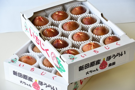 AO-026_【予約・令和７年夏発送】行橋産いちじく（蓬莱柿）贈答用　2箱