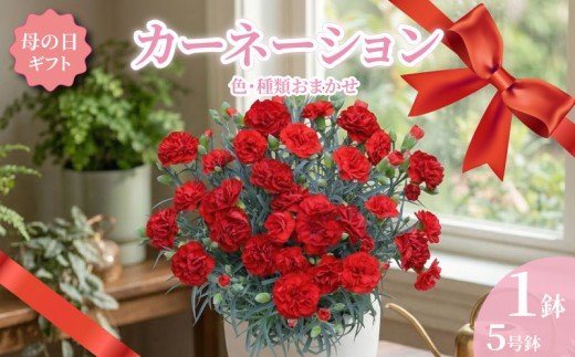 カーネーション 5号 1鉢 母の日 色 種類 お任せ おまかせ お花 鉢 鉢植え ギフト 贈物 贈り物 プレゼント 母の日 お母さん 母の日ギフト 感謝 誕生日 記念日 お礼 お祝い 特別 花 フラワー インテリア 観葉植物 観賞用 自宅用 人気 おすすめ 綺麗 かわいい ありがとう 春 5寸 5号鉢 送料無料 ふるさと納税 千葉県 銚子市 木村園芸 【4月20日～5月3日頃発送予定】