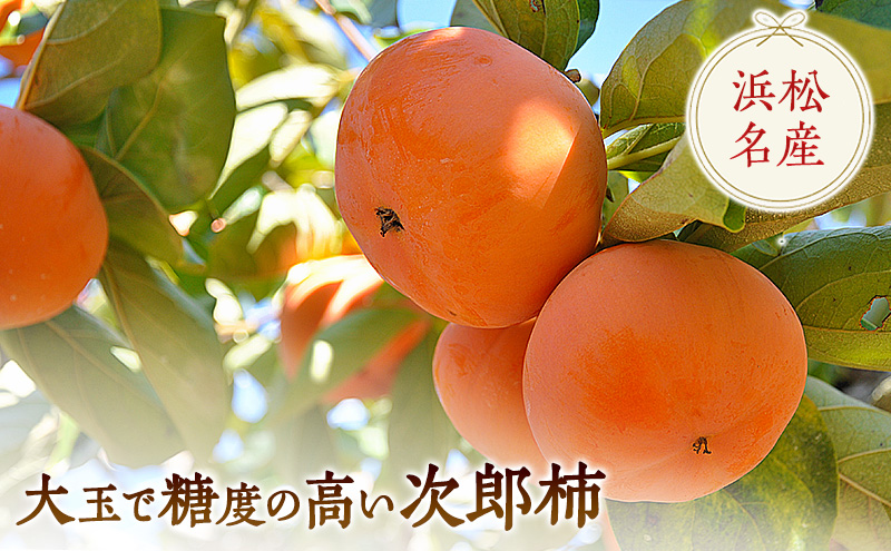 【2026年11月中旬より順次発送】幻の 次郎柿 2L 3kg 12個 贈答用 大玉 11月中旬より順次発送 柿 かき 果物 くだもの フルーツ 旬の果物 旬のフルーツ 秋の味覚 静岡県 浜松市