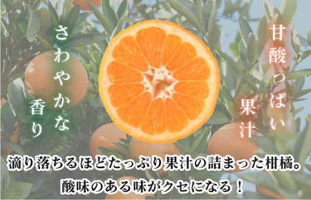 【先行予約】伊予柑約10kg【KB02080】2027年1月初旬～2月末に順次発送予定 メガ盛り たっぷり 10kg 期間限定 国産 人気商品 いよかん 果物ギフト おいしい 美味しい 愛媛産 みかん