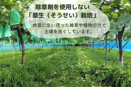 シャインマスカット＆黒系ぶどう詰め合わせ 1kg(2〜3房) 先行予約 | シャインマスカット しゃいんますかっと ぶどう ブドウ 葡萄 高級 田原ぶどう園 埼玉県 杉戸町