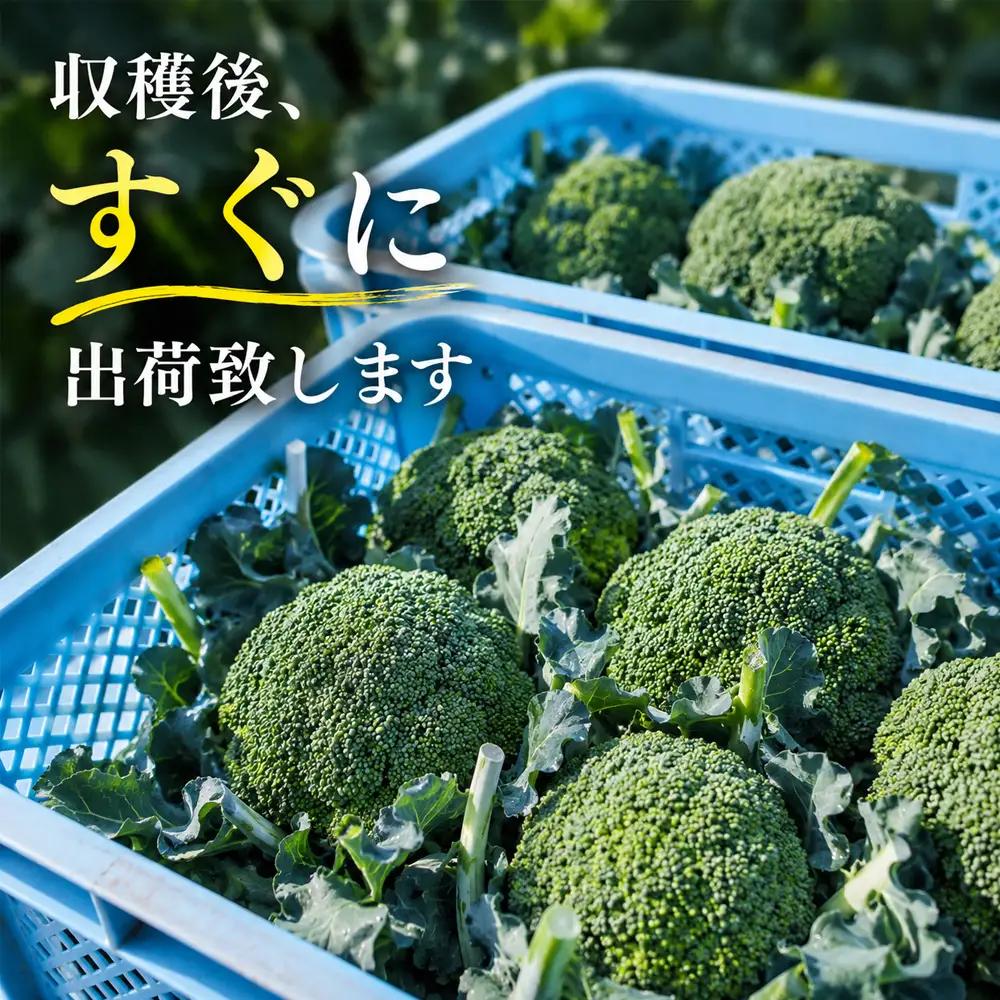 【令和8年産】ブロッコリー 5株 Lサイズ 北海道 ブロッコリー