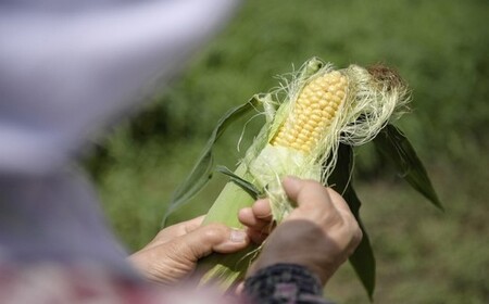 【2025年夏の予約受付開始！】採れたて最旬の『信濃町特産とうもろこし（8本セット：季節限定）』出荷時期により最も美味しい品種を発送します【長野県信濃町ふるさと納税】