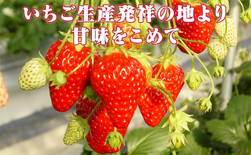 小諸産いちご4パック詰め合わせ 果物類 苺 イチゴ くだもの フルーツ