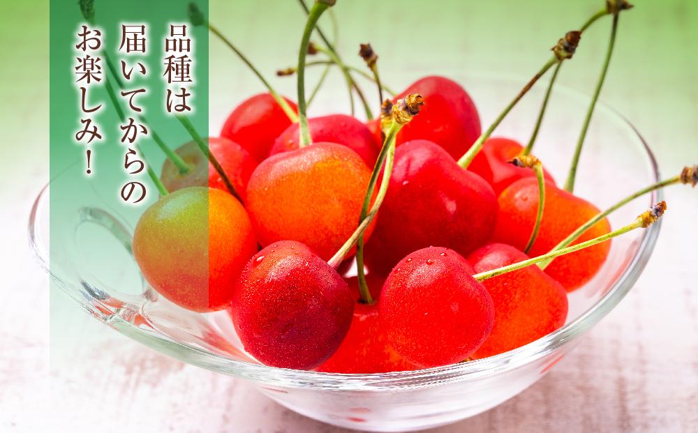 【先行予約】農家直送！ 品種お任せ  Lサイズ バラ詰め1kg（500g×2パック）（2026年6月末から発送開始予定）水澤果樹園 【 さくらんぼ サクランボ 果物 くだもの フルーツ デザート 旬 