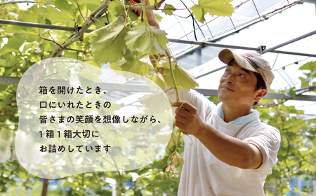 【きよとうファーム】シャインマスカット 特大２房入/計1.3kg~ (岡山県産)【KF-B014-02】