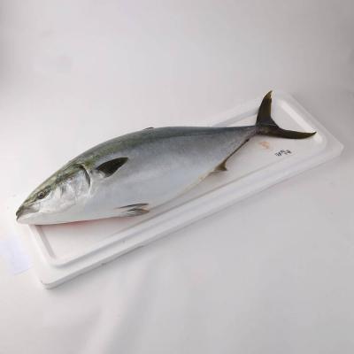 ふるさと納税 土佐清水市 R8年3月以降発送 先行 天然ブリ1本(5キロ〜)下処理なし まるごと直送便【R01211】 |  | 01