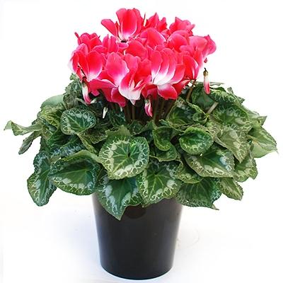 ふるさと納税 藤枝市 ボリュームのシクラメン鉢植え　プルマージュ[複色系]【6号鉢】 |  | 01