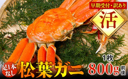 【早期受付】【活】足1本なし 訳あり 松葉ガニ 大1枚（800g前後）※着日指定不可※2026年11月上旬頃から順次発送予定【蟹 かに 松葉ガニ 松葉蟹 鳥取県産 国産 松葉ガニ 北栄町 おすすめ 人気】