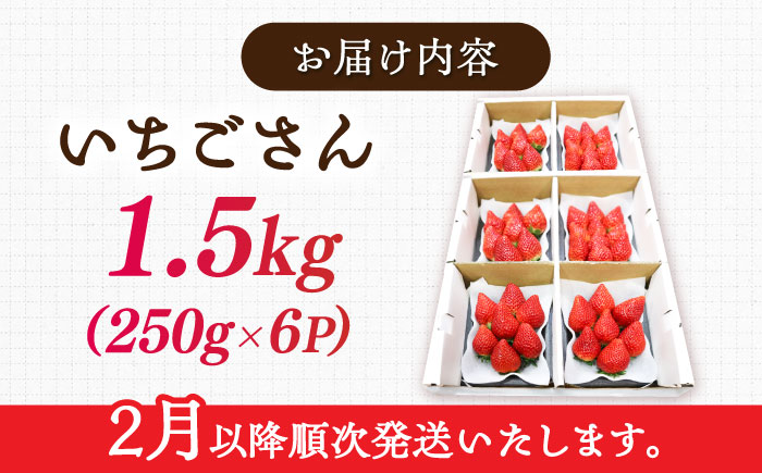 【先行予約】【ジューシーな濃厚いちご】いちごさん 1.5kg（250g×6パック） / 苺 イチゴ いちご フルーツ 果物 / 佐賀県 / さかもとさんの畑 [41ABAA003]