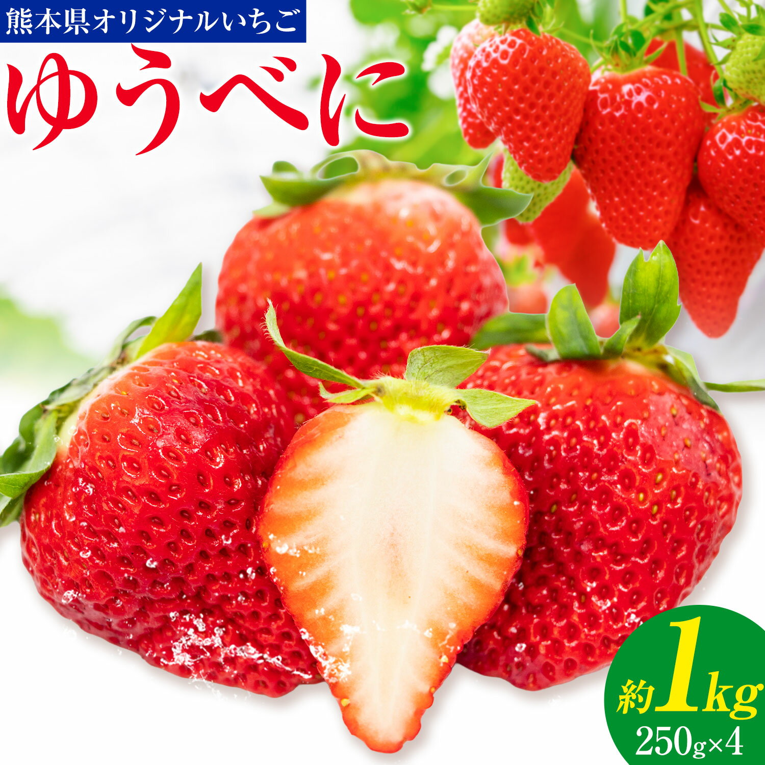 【ふるさと納税】ゆうべに 約1kg 250g × 4パック エフビーネット 道の駅竜北《2027年1月上旬-4月中旬頃出荷》熊本県 氷川町 苺 フルーツ 国産 果物 熊本県産 冷蔵 小分け 旬 いちご