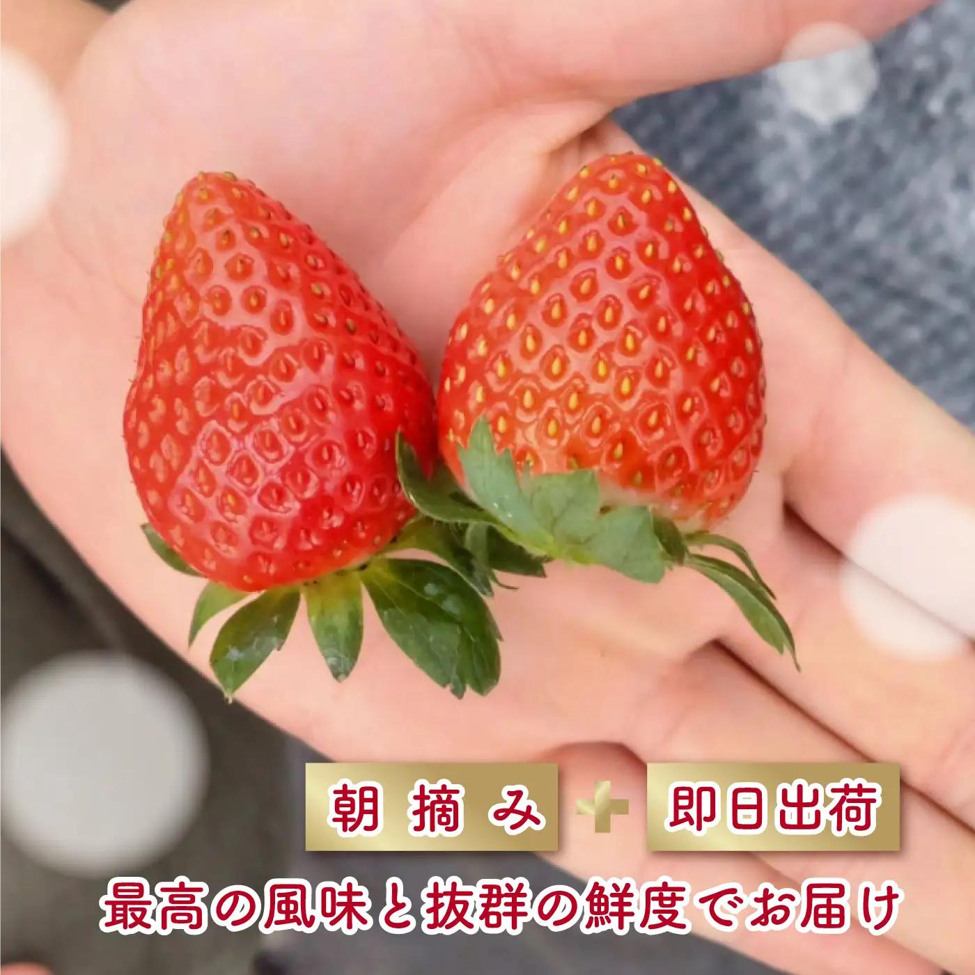 【先行予約】いちご かおり野 合計800g（約200g×4パック） 果物 フルーツ 【2027年1月中旬から順次発送】