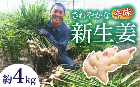 【2025年8月～発送】新生姜 約4kg / 南島原市 / ふくはちファーム/福島農園 [SBS018]