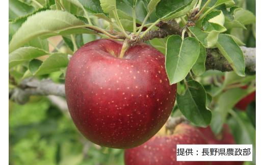 003-006 限定20箱！ ＜ 果実 ＞ 秋映 ～あきばえ～ 1箱(5kg)