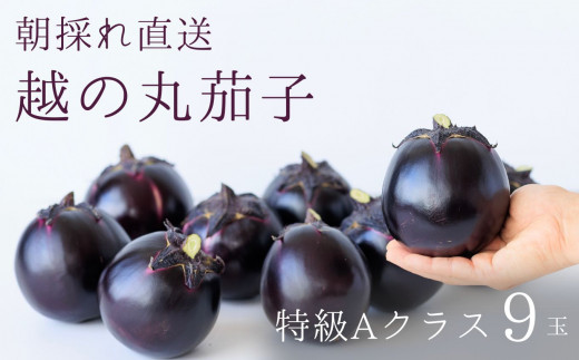 【期間限定】特選 丸なす！『越の丸茄子』9玉入り 特級Aクラス 1箱 JA ナス【新潟県 糸魚川市 期間限定 夏野菜 ブランド野菜 夏 ステーキ 煮物 まるなす マルナス 野菜 特産品 産地直送 新潟限定 ブランドなす 夏季限定】