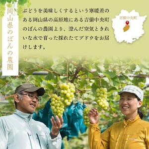 ぶどう 2026年  ニュー ピオーネ 1房 約500g  減農薬 栽培 ブドウ 葡萄  岡山県産 国産 フルーツ 果物 ギフト  ばんの農園