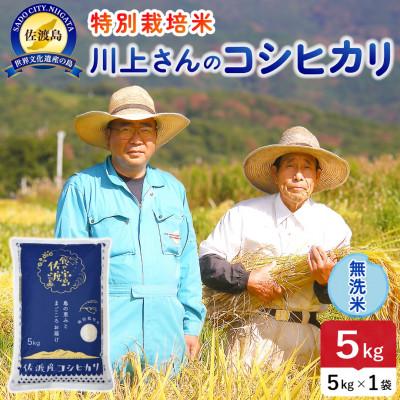 ふるさと納税 佐渡市 【新米】令和8年産 佐渡島産川上さんのコシヒカリ 無洗米5kg 特別栽培米