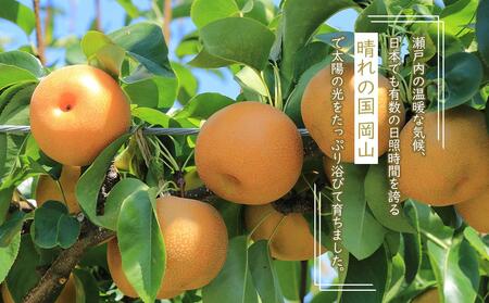 岡山県産 あたご梨 3～6玉 合計約4kg 梨 なし 果物 フルーツ 2024年 [No.5220-1592]