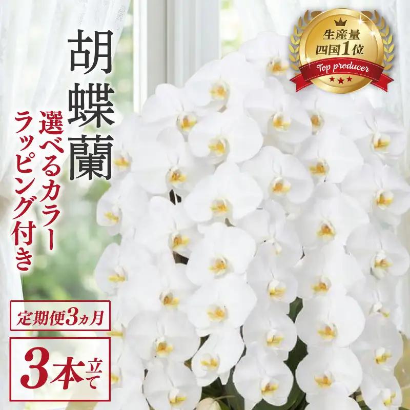 【定期便3ヶ月】 胡蝶蘭 3本立て 白 ハイグレード 花