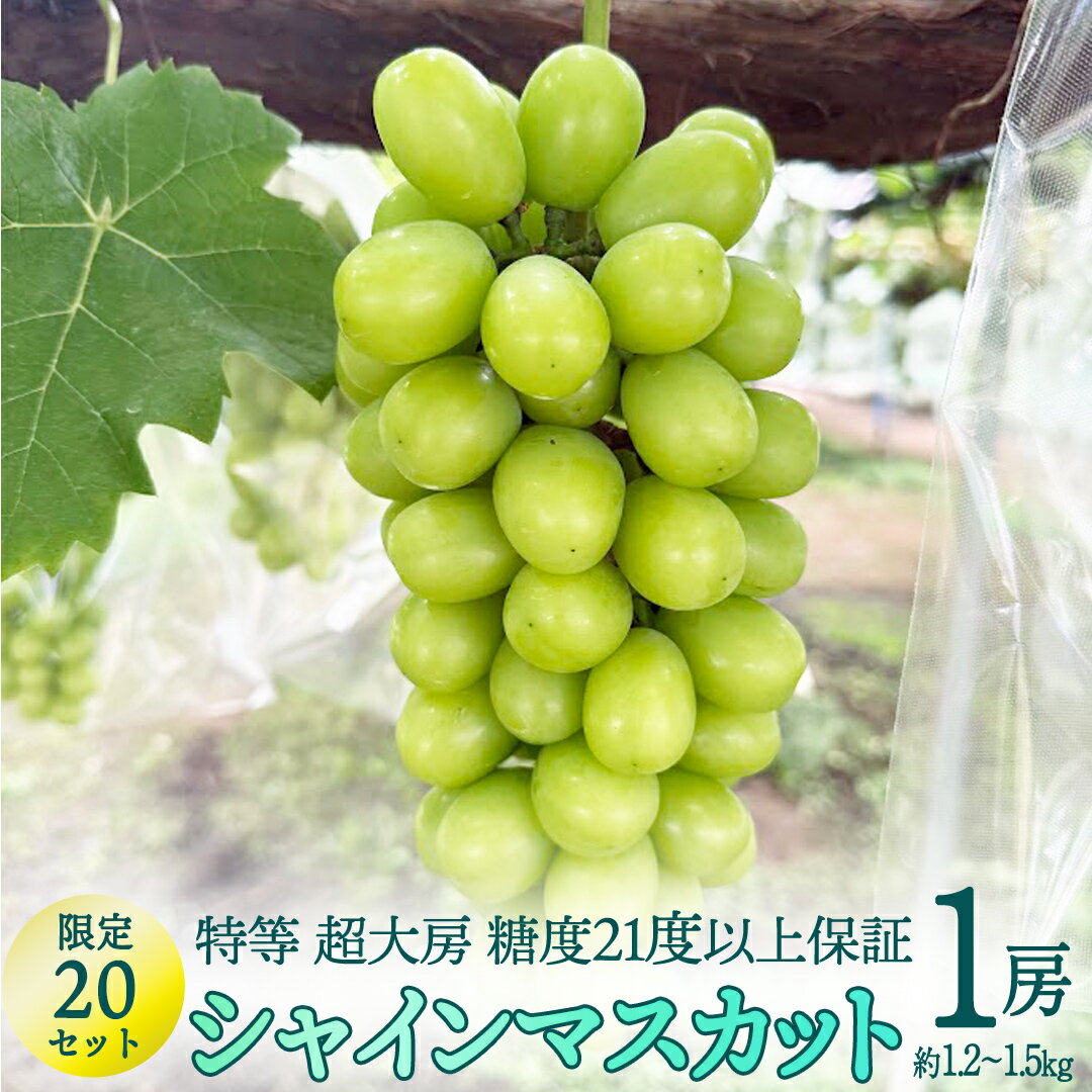 【ふるさと納税】特等 超大房 シャインマスカット（ 約1.2～1.5kg ／ 糖度21度以上保証 ） 【限定20セット】 桜川市産 弓削ぶどう園 ぶどう 葡萄 果物 フルーツ 産地直送 数量限定