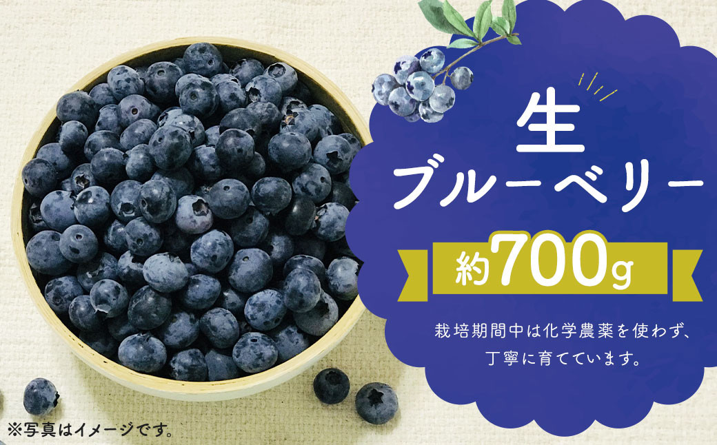 
            生 ブルーベリー  約700g 約350g×2パック 【2025年7月上旬～8月下旬順次発送予定】 果物 フルーツ デザート おやつ お取り寄せ 冷蔵
          