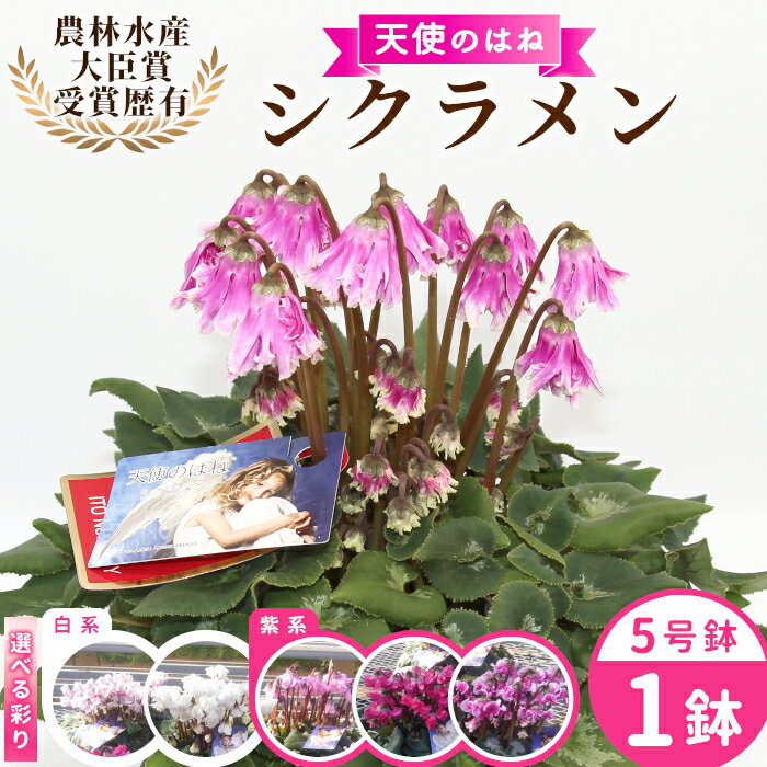 【ふるさと納税】〈予約品〉選べる白系／紫系 希少 天使のはね シクラメン 5号鉢 天使のはね 農林水産大臣賞受賞歴あり 花 白 紫 プレゼント 贈り物 鉢花 鉢 ガーデン ガーデニング 愛知県産 クリスマス 高品質 高評価 珍しい 花 植物 冬の花 -223