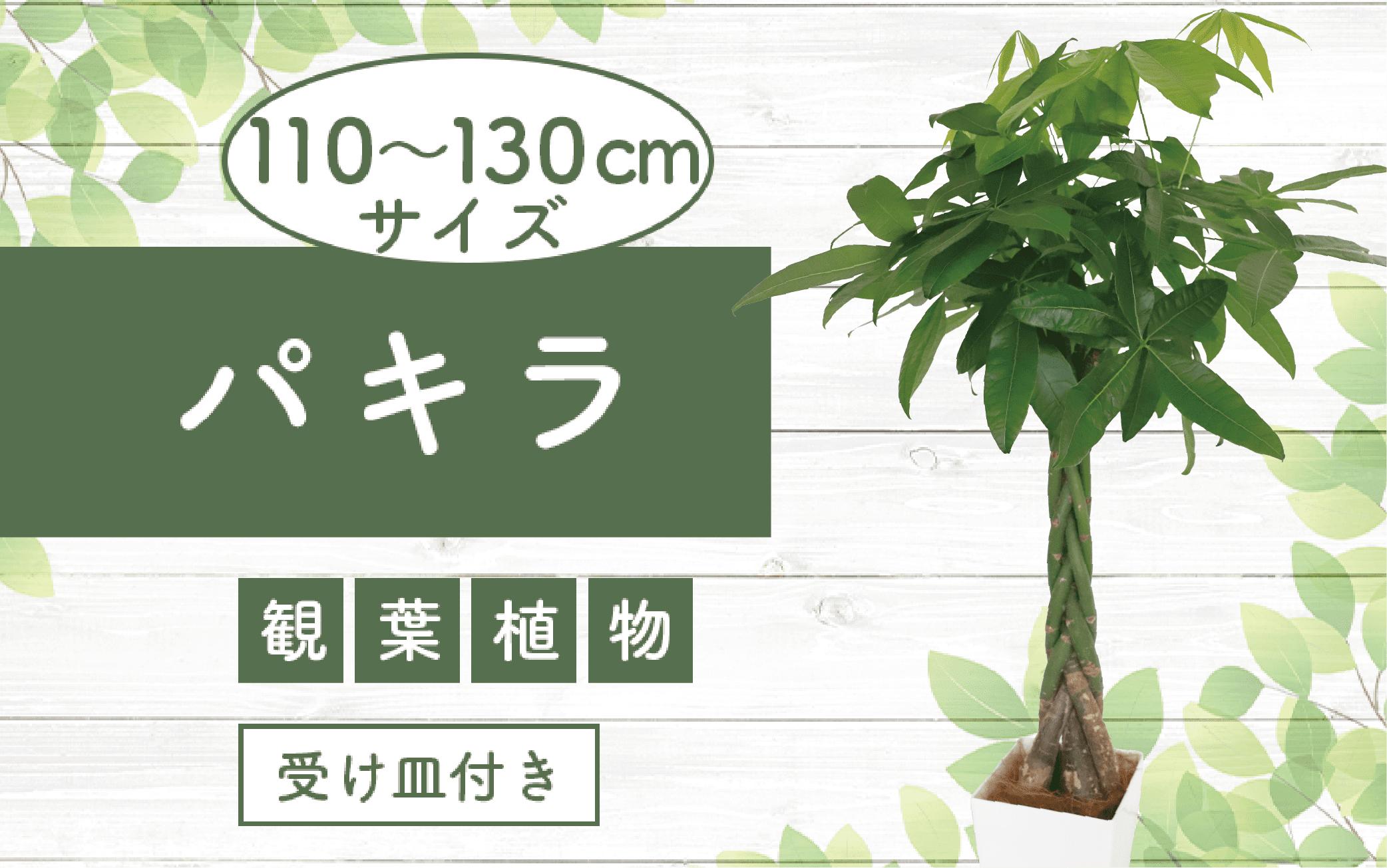 【観葉植物】パキラ110cm～130cm(Green Base/025-343)南国鹿児島県で育った 観葉植物！植物 鉢付 インテリア 室内 オフィス おしゃれ プレゼント ギフト 開店祝い 移転祝い マイナスイオン