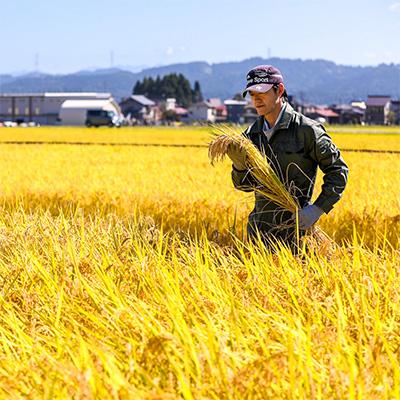ふるさと納税 十日町市 【毎月定期便】魚沼産コシヒカリ「イネノハ」精米(3kg×3個)×12回【合計108kg】全12回 |  | 01