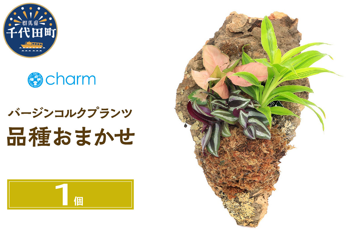 
観葉植物 バージンコルクプランツ ミニ観葉３種 品種おまかせ（１個） 北海道冬季発送不可 群馬県 千代田町 インテリア ナチュラル かわいい リラクゼーション 室内栽培 プレゼント ギフト 贈答用 送料無料 趣味 風水 緑 ライフスタイル 人気 オススメ 初心者 玄関 リビング キッチン 株式会社チャーム
