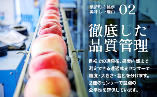 もも【さくら白桃・2026年産】特秀　5kg　桑折町産　JAふくしま未来　桃　献上桃の郷　【07301-0175】