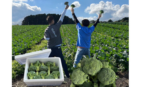 【5月中旬～6月中旬発送】倉吉市 朝どれブロッコリー（6kg） ブロッコリー