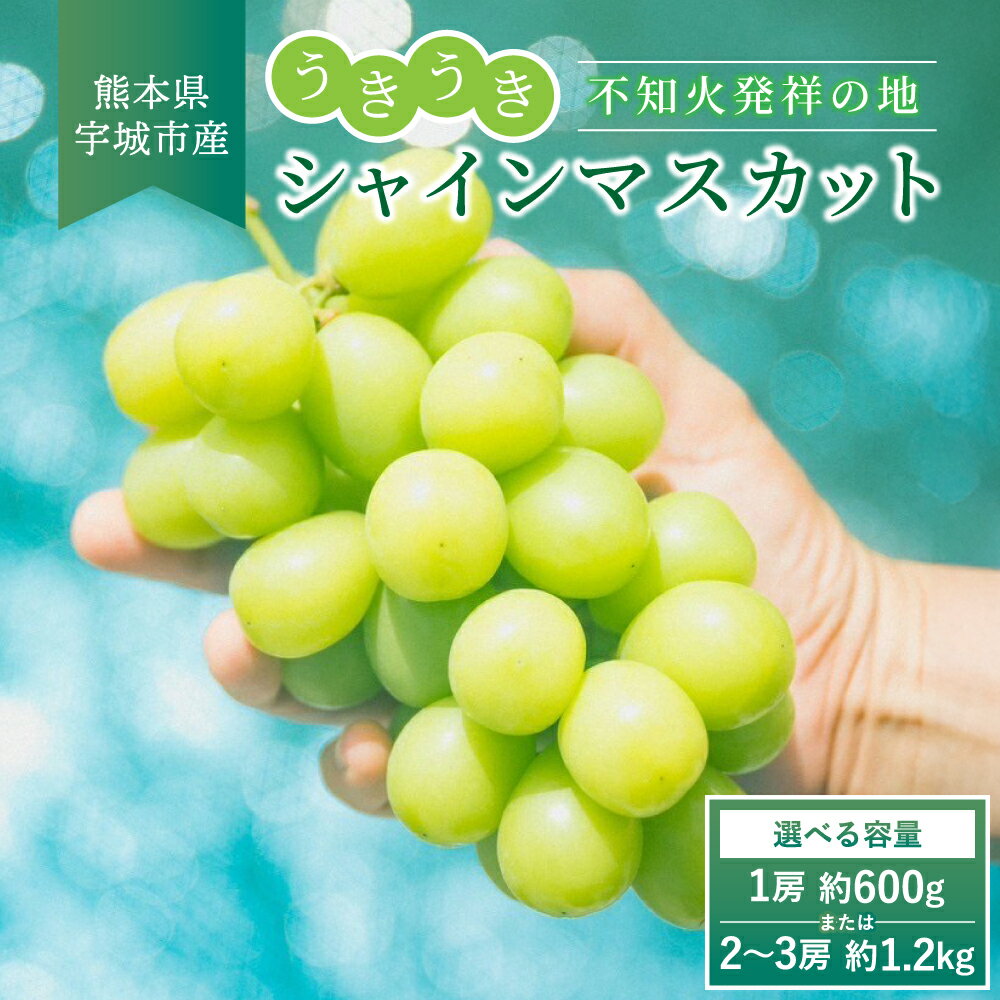 【ふるさと納税】シャインマスカット 【選べる容量】約600g〜1.2kg 1房〜3房 【2025年7月下旬より順次発送】不知火発祥の地 うきうき シャインマスカット マスカット 葡萄 ぶどう 宇城市産 熊本県産 九州産 国産 冷蔵