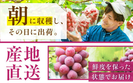 【先行予約：2026年8月中旬より発送】クイーンニーナ・ジュエリーBOX 16粒 [AIAB018]贈答 ぶどう