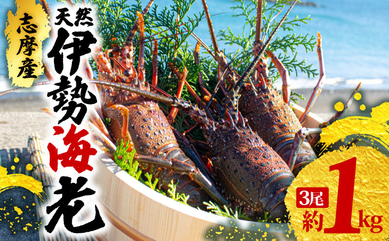 
            伊勢海老 3尾 1kg 天然 志摩産  伊勢エビ 海老 エビ 人気 刺身 刺し身 味噌汁 海鮮 魚介類 産地直送 贈答 お歳暮 お祝い プレゼント 三重県 伊勢 志摩 50000円 5万円 五万円
          