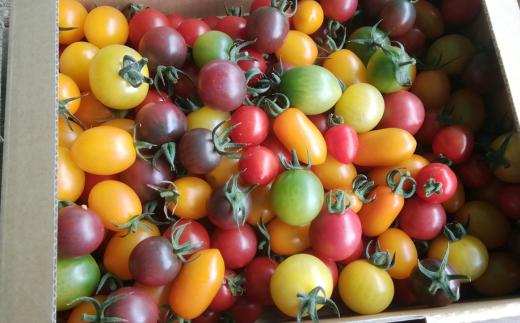 <2026年7月上旬よりお届け>北海道壮瞥産 大作農園の「カラフルミニトマト」約500g（5種以上）とセミドライトマトオイル漬け1瓶（110g）のセット SBTR008