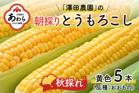 【先行予約】秋とうもろこし 5本 おおもの 黄色 朝採り ／ 期間限定 数量限定 ハウス栽培 産地直送 甘い スイートコーン とうもろこし 野菜 あわら ※2025年10月10日より順次発送