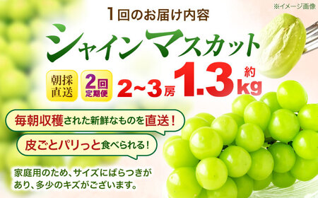 【2回定期便】※【2026年9月より順次発送／先行予約】シャインマスカット 約1.3kg(2房から3房) 家庭用 / フルーツ フルーツ定期便 果物 果物定期便 ぶどう マスカット しゃいんますかっと